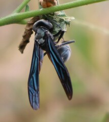 Synoeca septentrionalis