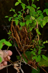 Calyptospora columnaris