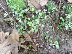Asplenium hookerianum