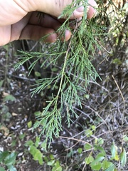 Juniperus virginiana