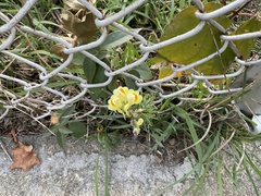 Linaria vulgaris