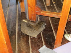 Dendrohyrax arboreus