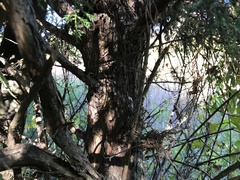 Juniperus virginiana