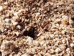 Pheidole xerophila