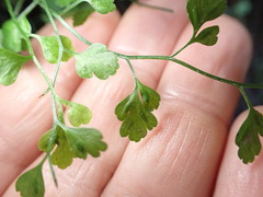 Asplenium hookerianum