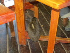 Dendrohyrax arboreus