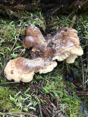 Sarcodon stereosarcinon