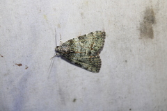 Catocala connubialis