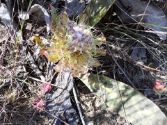 Protea acaulos