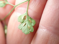 Asplenium hookerianum