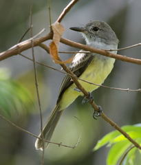 Myiarchus panamensis