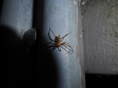 Anyphaena