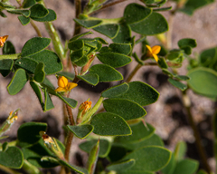 Acmispon subpinnatus