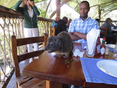 Dendrohyrax arboreus