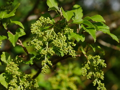 Plagianthus regius chathamicus