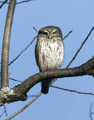 Glaucidium passerinum