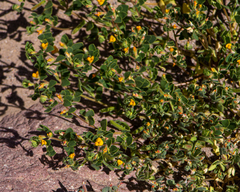 Acmispon subpinnatus