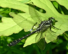 Hylogomphus adelphus