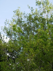 Plagianthus regius chathamicus