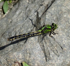 Ophiogomphus mainensis