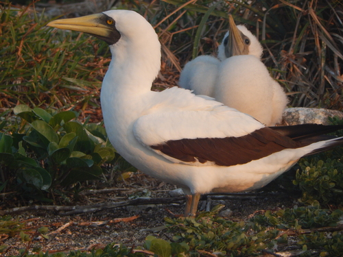 Piquero enmascarado (Sula dactylatra)