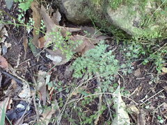 Asplenium hookerianum