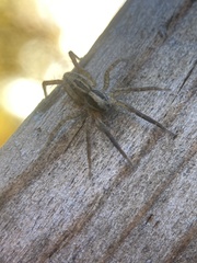 Lycosinae