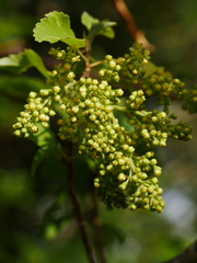 Plagianthus regius chathamicus