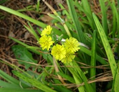 Youngia
