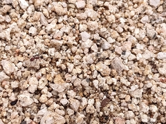 Novomessor albisetosus
