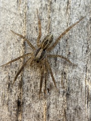 Lycosinae