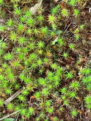 Polytrichum