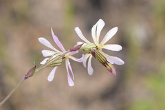 Silene gracilis