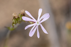 Silene gracilis