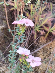 Adenandra