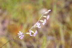 Silene gracilis