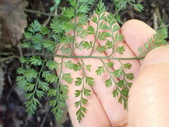 Asplenium hookerianum