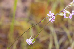 Silene gracilis