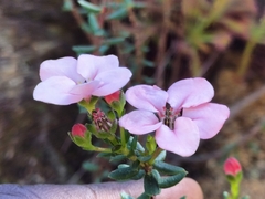 Adenandra