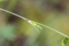 Silene gracilis