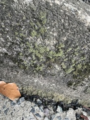 Phaeophyscia adiastola