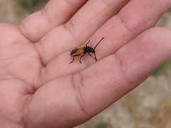 Crossidius suturalis