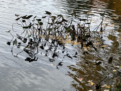 Pontederia cordata