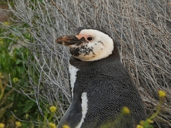 Spheniscus magellanicus