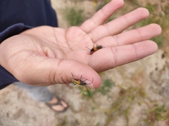 Crossidius suturalis