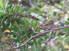Vireo chivi