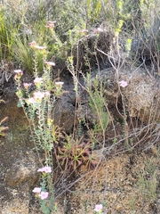 Adenandra