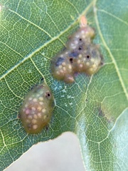 Melikaiella ostensackeni