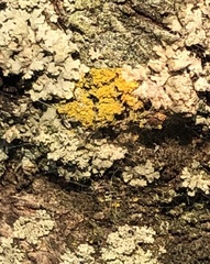 Candelaria concolor