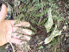 Asplenium hookerianum